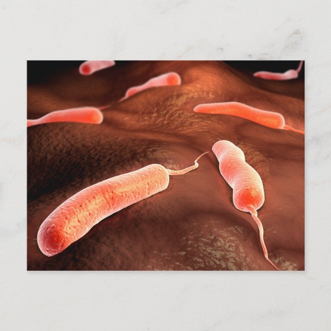 Cartão Postal Imagem Conceitual De Vibrio Cholerae 1 (Frente)