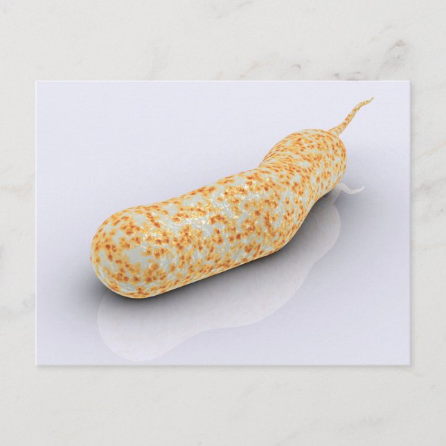 Cartão Postal Imagem Conceitual De Vibrio Cholerae 3 (Frente)