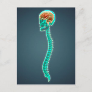 Cartão Postal Imagem Conceitual Do Cérebro Humano, Do Crânio E D