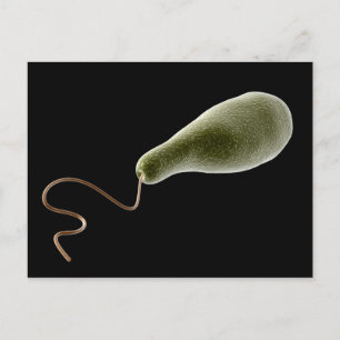Cartão Postal Imagem Conceitual Do Euglena 2
