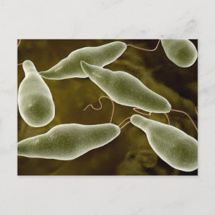 Cartão Postal Imagem Conceitual Do Euglena 3