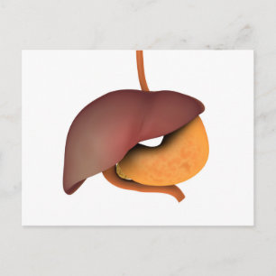 Cartão Postal Imagem Conceitual Do Sistema Digestivo Humano 3