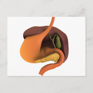 Cartão Postal Imagem Conceitual Do Sistema Digestivo Humano 4
