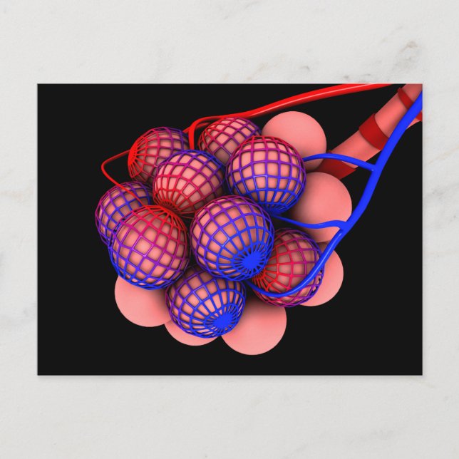 Cartão Postal Imagem Conceitual Dos Alvéolos 1 (Frente)