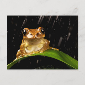 Cartão Postal Imagem da árvore dourada do sapo na chuva