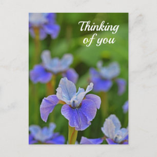 Cartão Postal Imagem da Flor Íris Azul Pensando em você Cartão-p