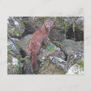 Cartão Postal Imagem da Mente