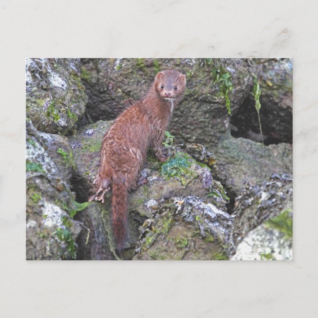 Cartão Postal Imagem da Mente (Frente)