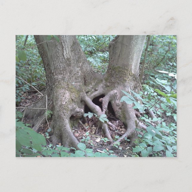 Cartão postal - imagem da natureza (Frente)