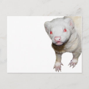 Cartão Postal Imagem de Albino Ferret