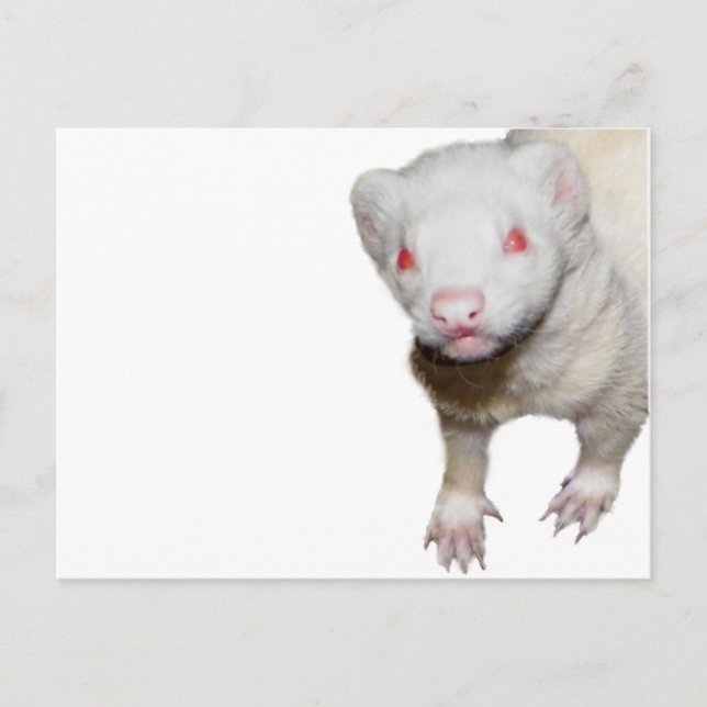 Cartão Postal Imagem de Albino Ferret (Frente)