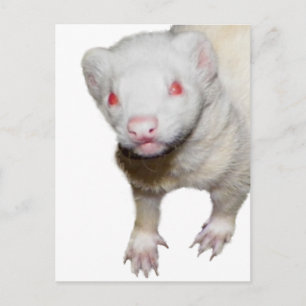 Cartão Postal Imagem de Albino Ferret