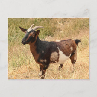 Cartão Postal Imagem de Captura
