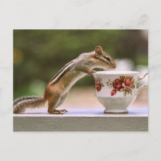 Cartão Postal Imagem de Chipmunk com o China Teacup