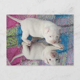 Cartão Postal Imagem de Espelho