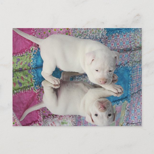 Cartão Postal Imagem de Espelho (Frente)