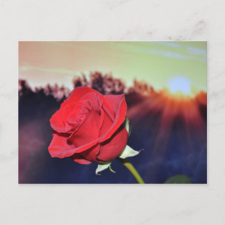 Cartão Postal imagem de flor de rosa vermelha