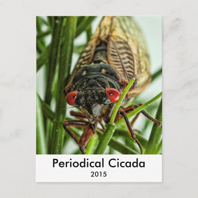 Cartão Postal Imagem de Macro de Insetos Grande de Cicada Periód (Frente)