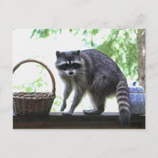 Cartão Postal Imagem de Raccoon