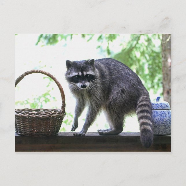 Cartão Postal Imagem de Raccoon (Frente)