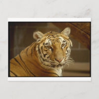 Imagem de Tigre