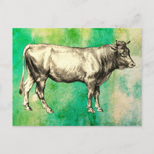 Cartão Postal Imagem de touro de vaca de fazenda vintage