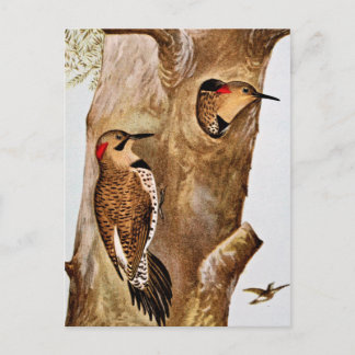 Cartão Postal Imagem de Vintage de Aves Flicker