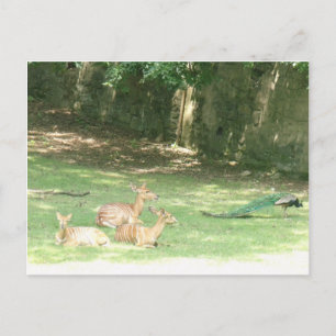 Cartão Postal Imagem do Zoo Bronx