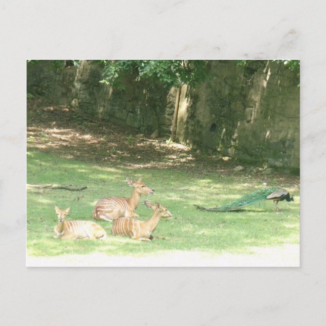 Cartão Postal Imagem do Zoo Bronx (Frente)