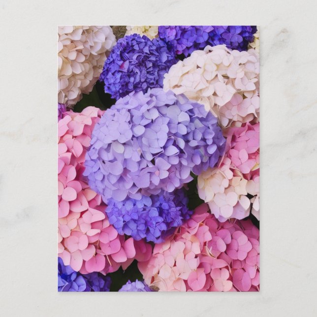 Cartão Postal Imagem Floral de Hydrangea Azul Elegante (Frente)