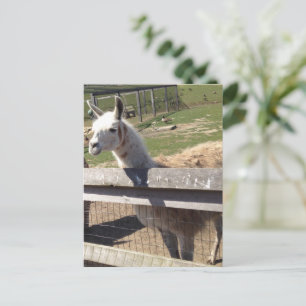 Cartão Postal Imagem fotográfica personalizada lama alpaca