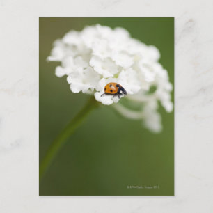 Cartão Postal Imagem macro de um Ladybird numa flor selvagem