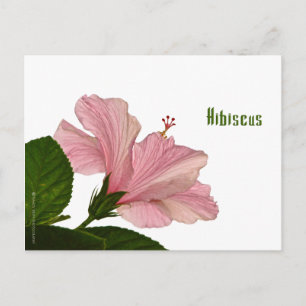 Cartão Postal Imagem natural Foto rosa de Hibiscus Closeup
