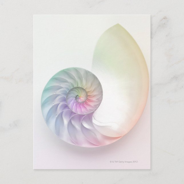 Cartão Postal Imagem náutil colorida artística (Frente)