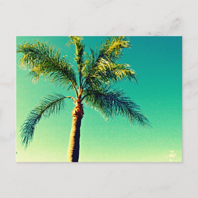 Cartão Postal Imagem Sunny Florida Palm Tree Sky (Frente)