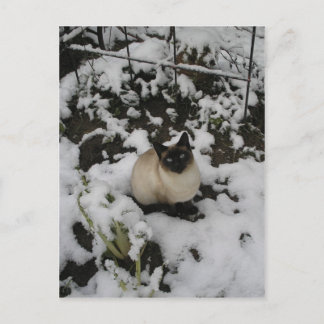 Cartão Postal Imagens de Neve, Gato de Neve