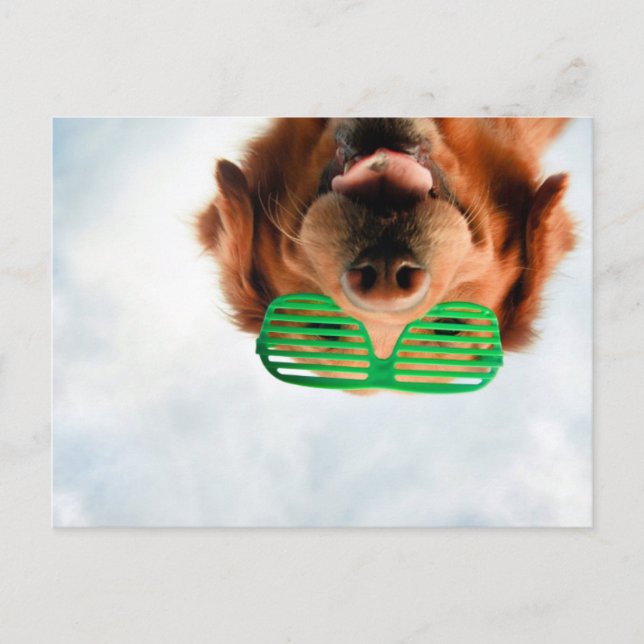 Cartão Postal Imagens Getty | Cachorro Com Óculos (Frente)