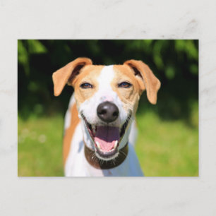 Cartão Postal Imagens Getty Cachorro Rindo