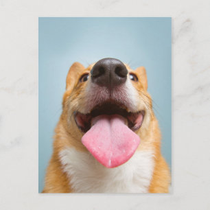 Cartão Postal Imagens Getty Corgi muito feliz