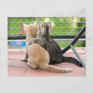 Cartão Postal Imagens Getty Dois gatinhos numa sacada