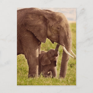 Cartão Postal Imagens Getty   Elefante e bebê