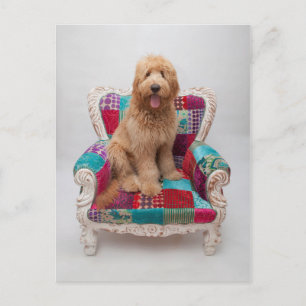 Cartão Postal Imagens Getty   Goldendoodle