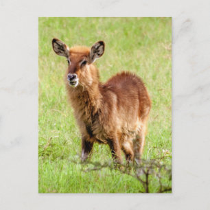 Cartão Postal Imagens Getty   Jovem Marrom Antelope Waterbuck