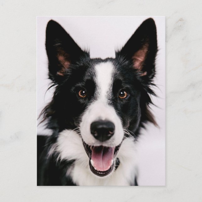 Cartão Postal Imagens Getty | Um Collie de Borda Sorridente (Frente)
