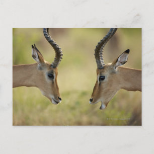 Cartão Postal Imapla (Aepyceros melampus) querendo lutar,