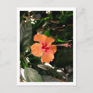 CARTÃO POSTAL IMG_0033