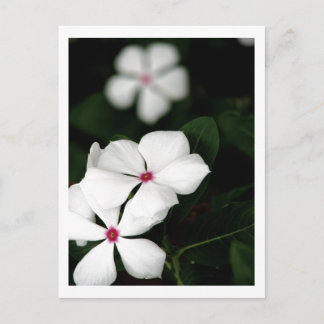 CARTÃO POSTAL IMG_0236