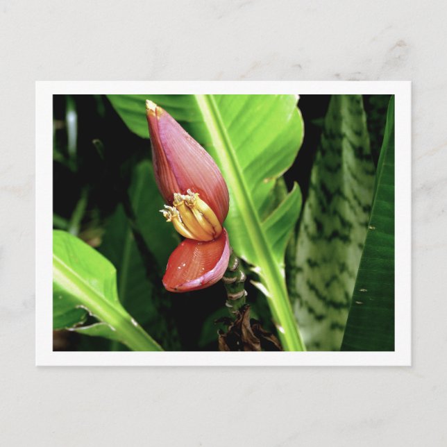 CARTÃO POSTAL IMG_0432 (Frente)