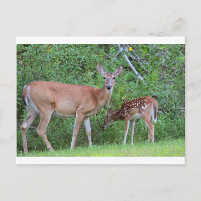 CARTÃO POSTAL IMG_0494_1 (Frente)