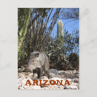 CARTÃO POSTAL IMG_0830, ARIZONA